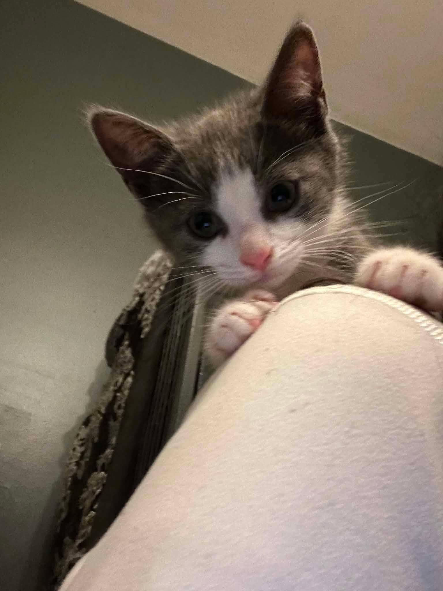 ACORN (bonded with GOURD), an adopted Domestic Short Hair in Tillsonburg, ON image 1/3