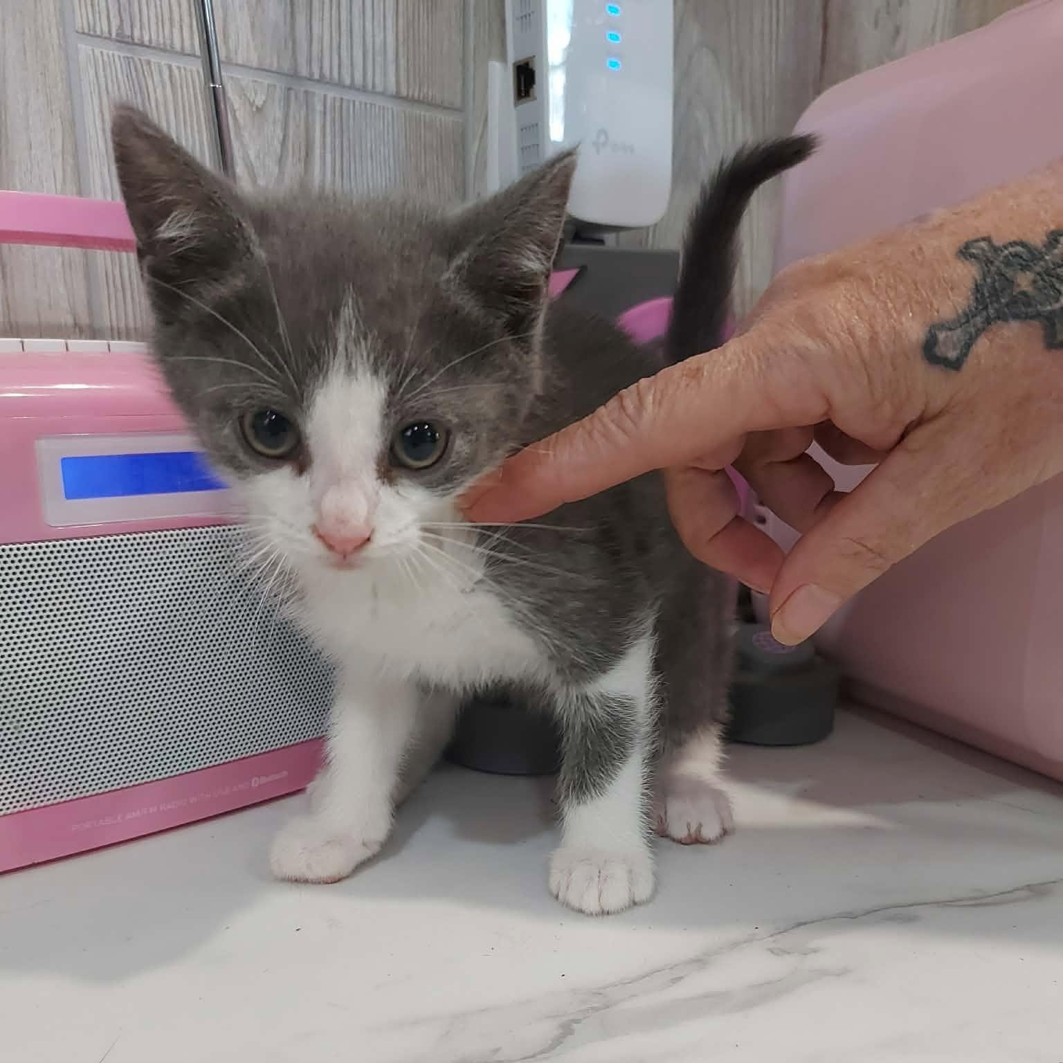 ACORN (bonded with GOURD), an adopted Domestic Short Hair in Tillsonburg, ON image 2/3
