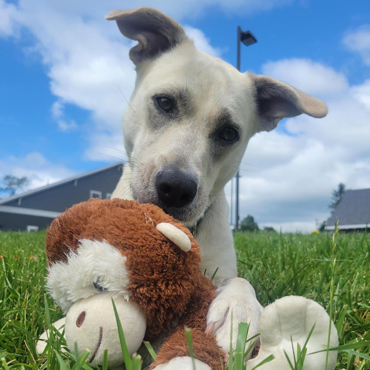 Shasta, a ADOPTABLE Mixed Breed in Cooperstown, NY image 4/6