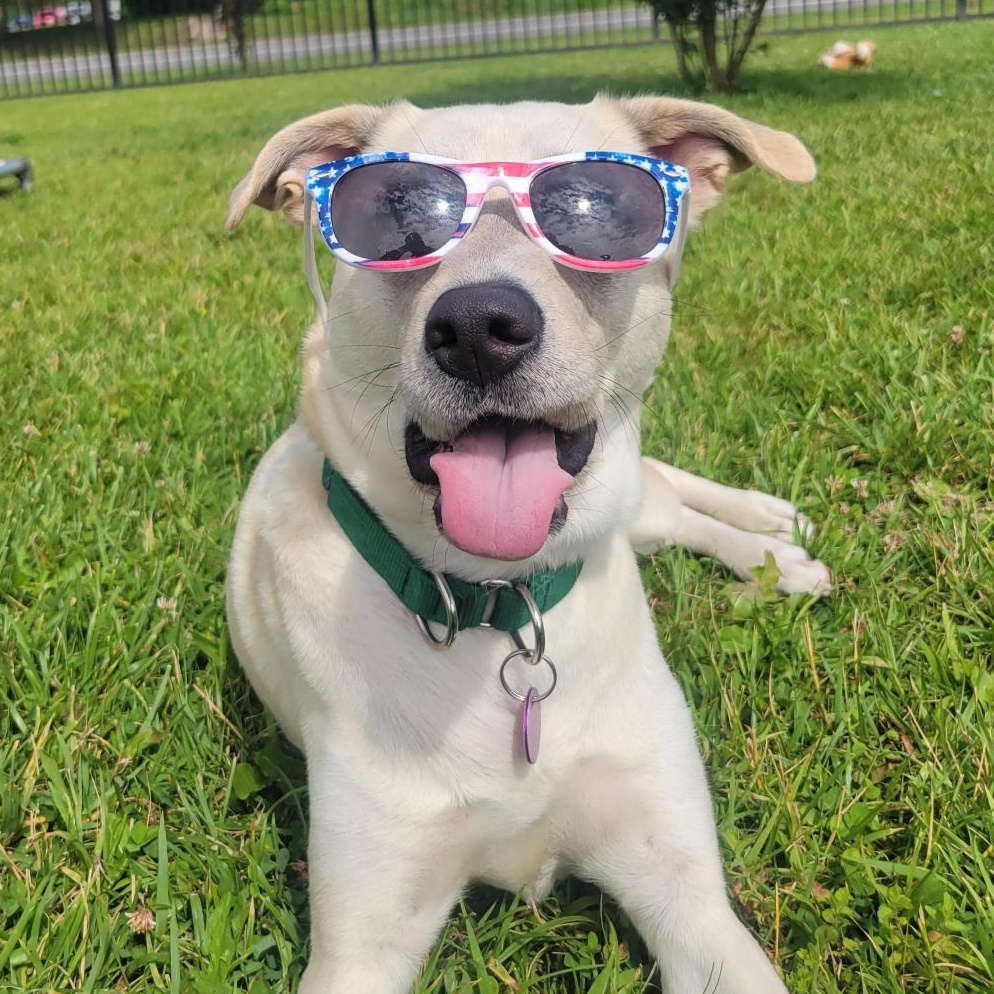 Shasta, a ADOPTABLE Mixed Breed in Cooperstown, NY image 3/6