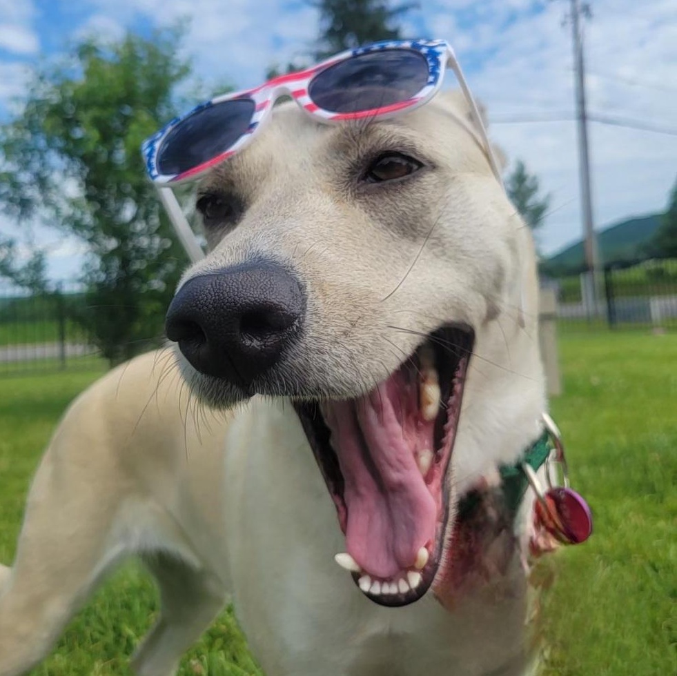 Shasta, ADOPTABLE, Young Female Mixed Breed.