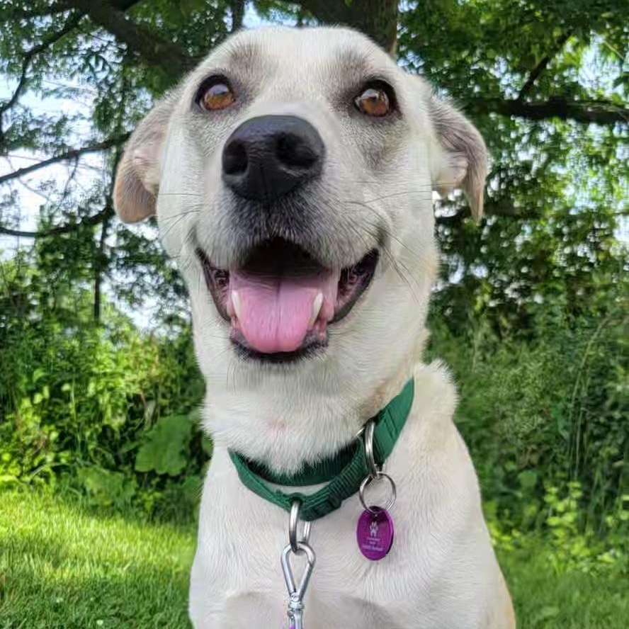 Shasta, a ADOPTABLE Mixed Breed in Cooperstown, NY image 2/6
