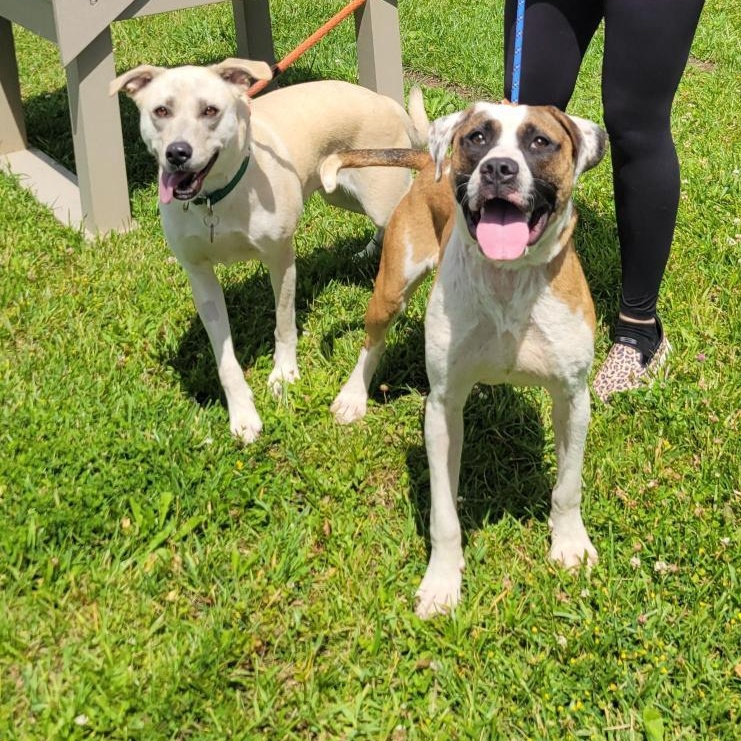 Shasta, a ADOPTABLE Mixed Breed in Cooperstown, NY image 6/6