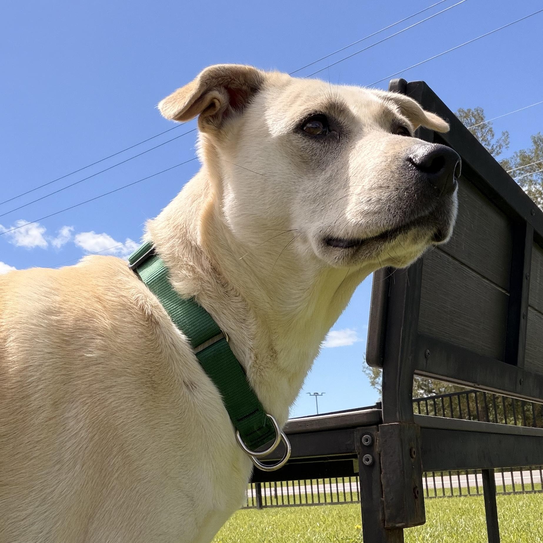 Shasta, a ADOPTABLE Mixed Breed in Cooperstown, NY image 5/6