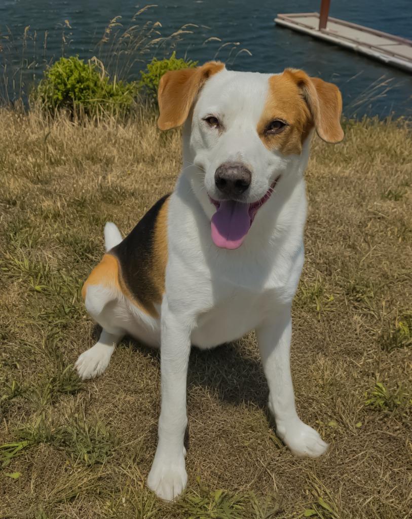 Carson, Adoptable, Adult Male Hound & Labrador Retriever.