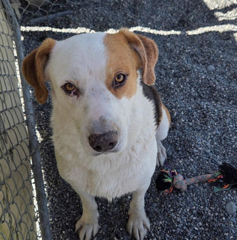 Carson, a Adoptable mixed breed in Gold Beach, OR image 2/2