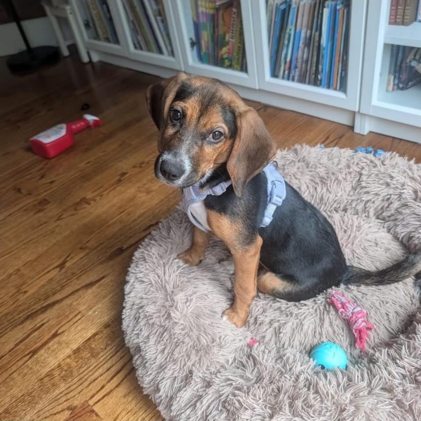 Enlarge Daisy, a Adopted mixed breed in Philadelphia, PA image 4/6