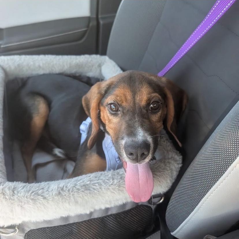 Enlarge Daisy, a Adopted mixed breed in Philadelphia, PA image 3/6