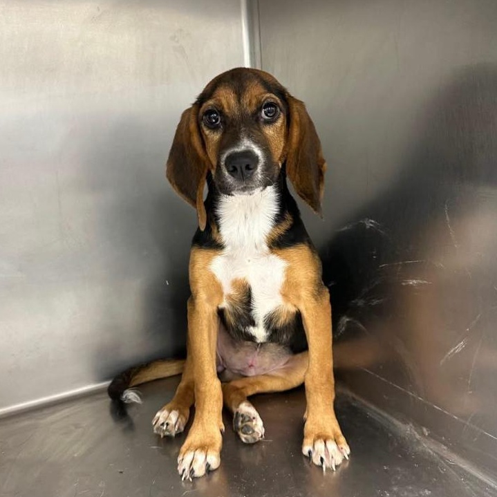 Daisy, Adopted, Puppy Female Beagle & Hound.