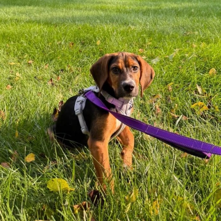 Enlarge Daisy, a Adopted mixed breed in Philadelphia, PA image 5/6