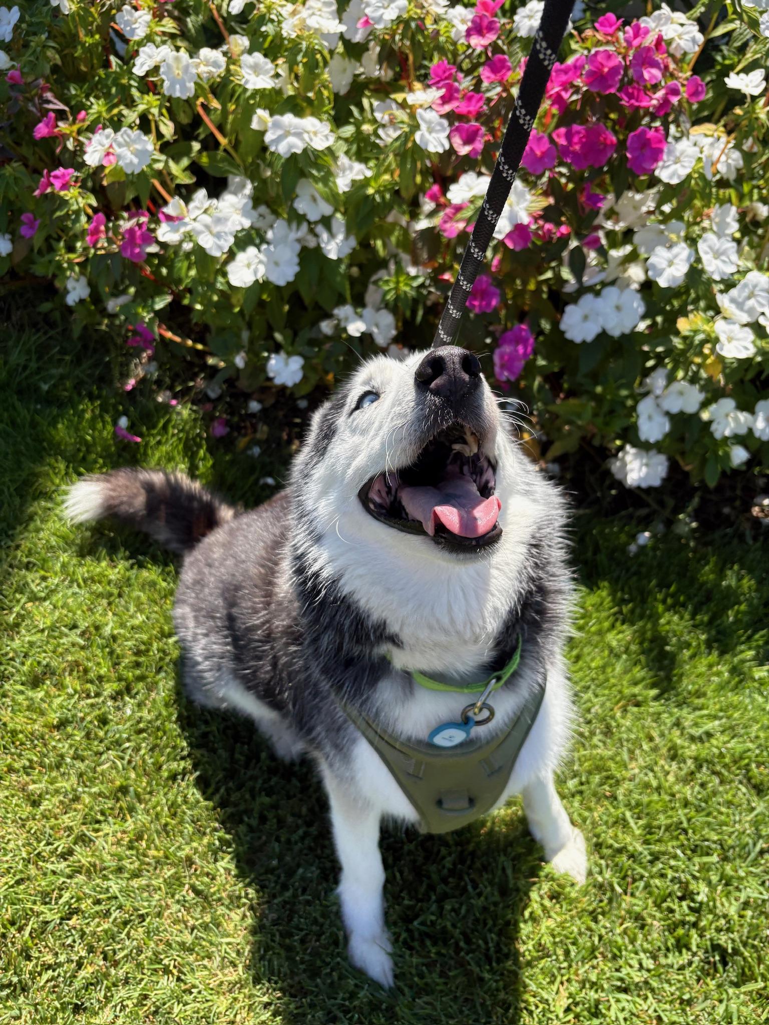 Enlarge Oreo, a Adoptable mixed breed in santa monica, CA image 6/6