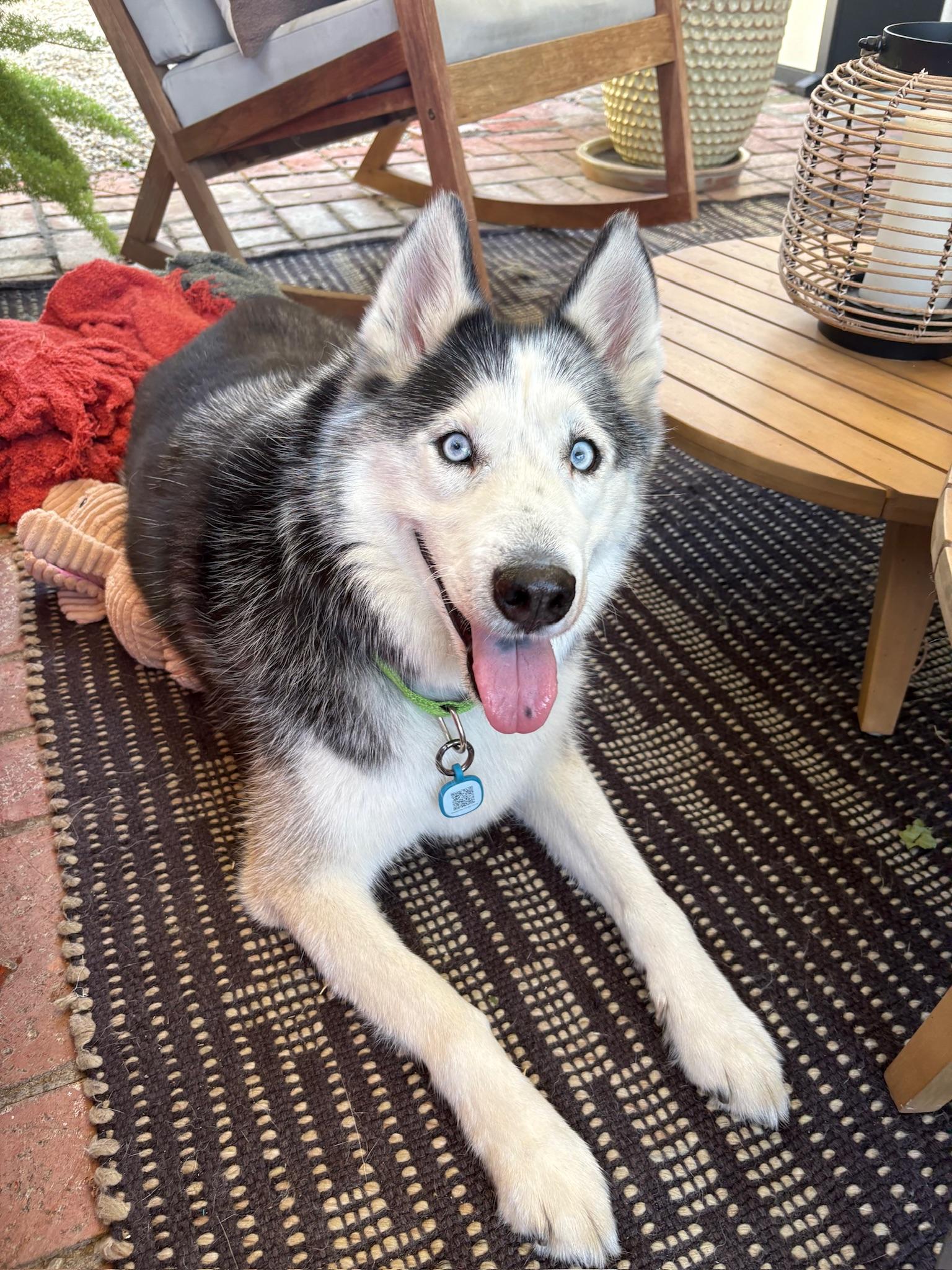 Enlarge Oreo, a Adoptable mixed breed in santa monica, CA image 4/6