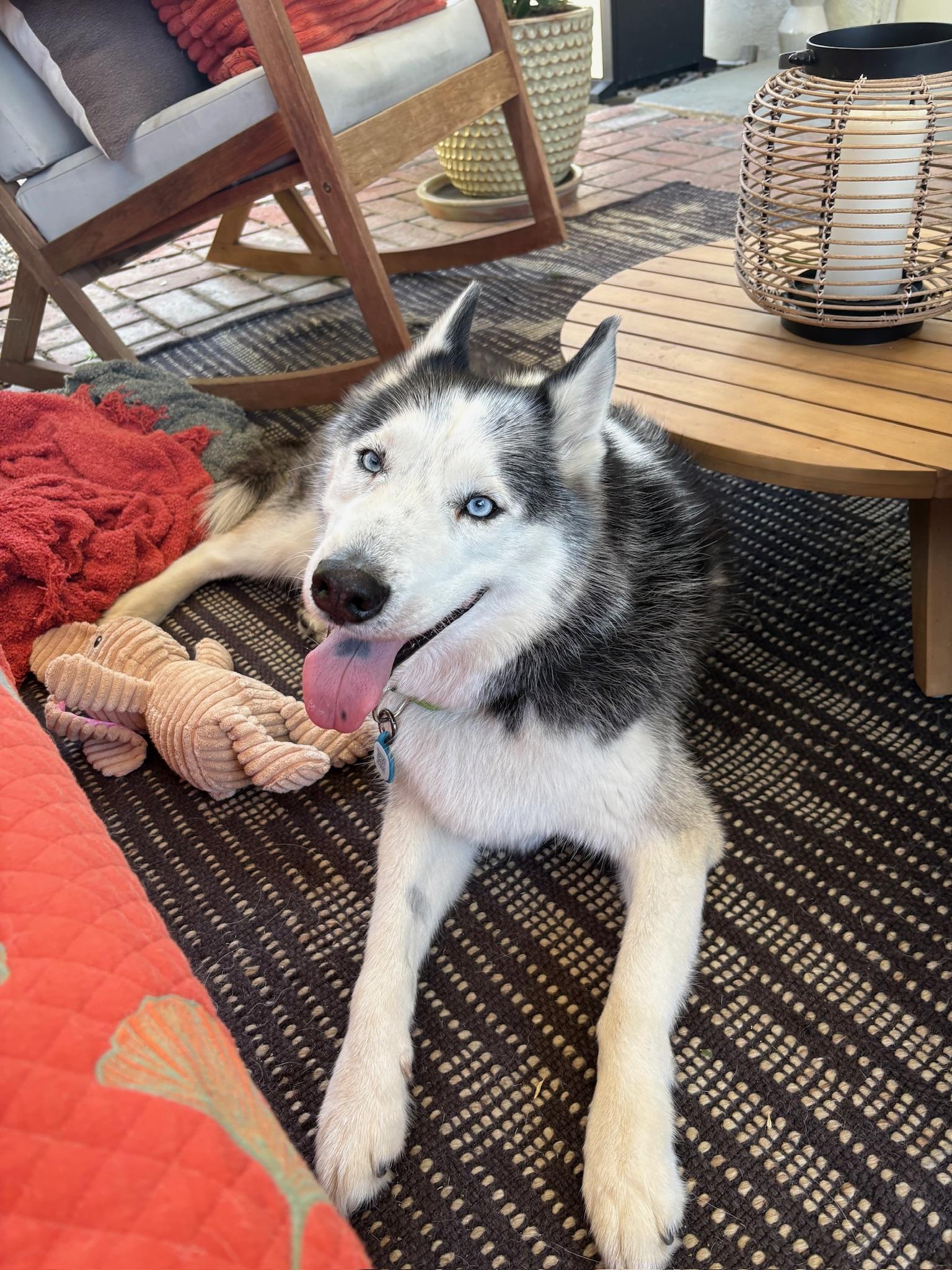 Enlarge Oreo, a Adoptable mixed breed in santa monica, CA image 1/6