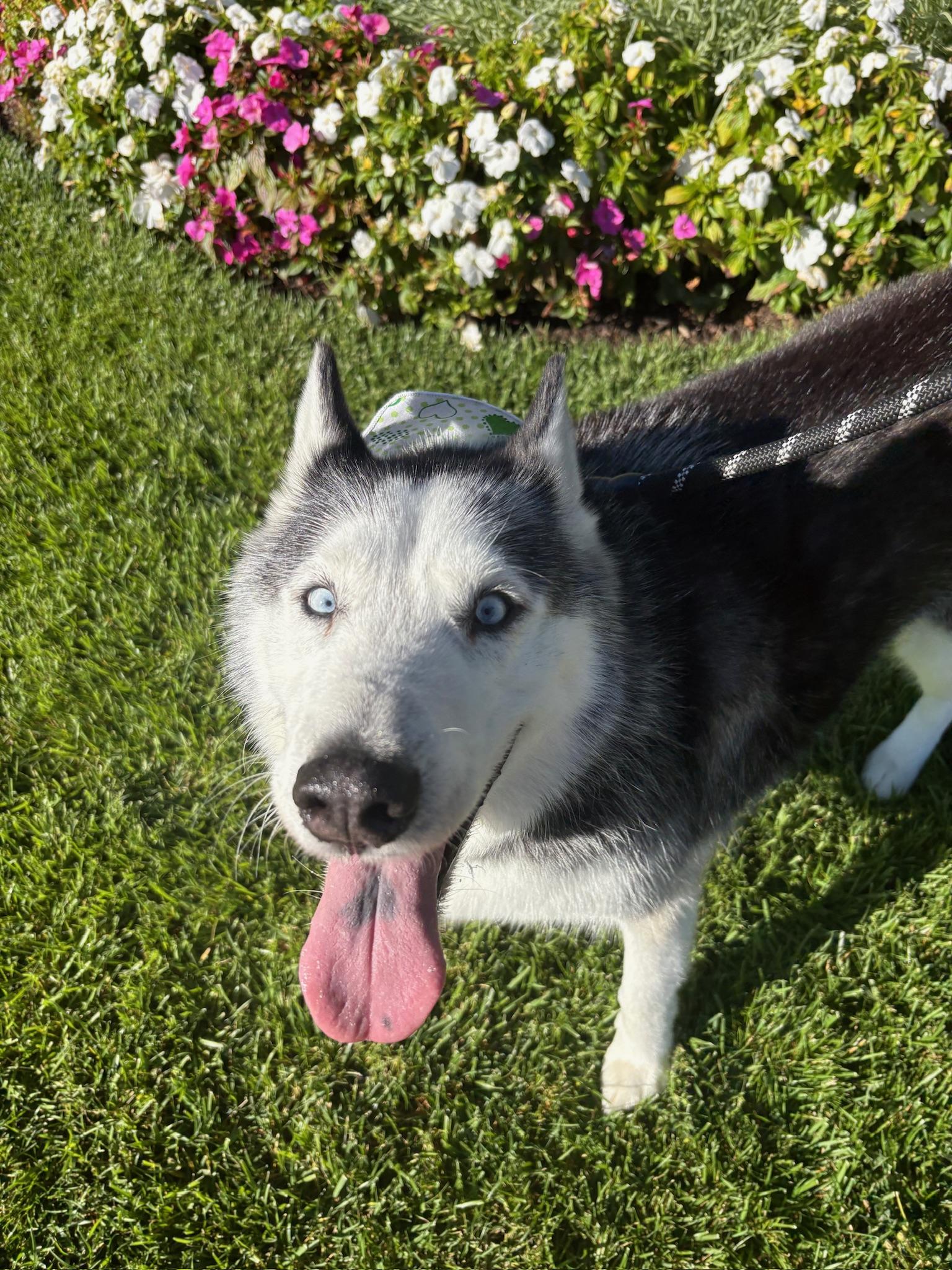 Enlarge Oreo, a Adoptable mixed breed in santa monica, CA image 3/6