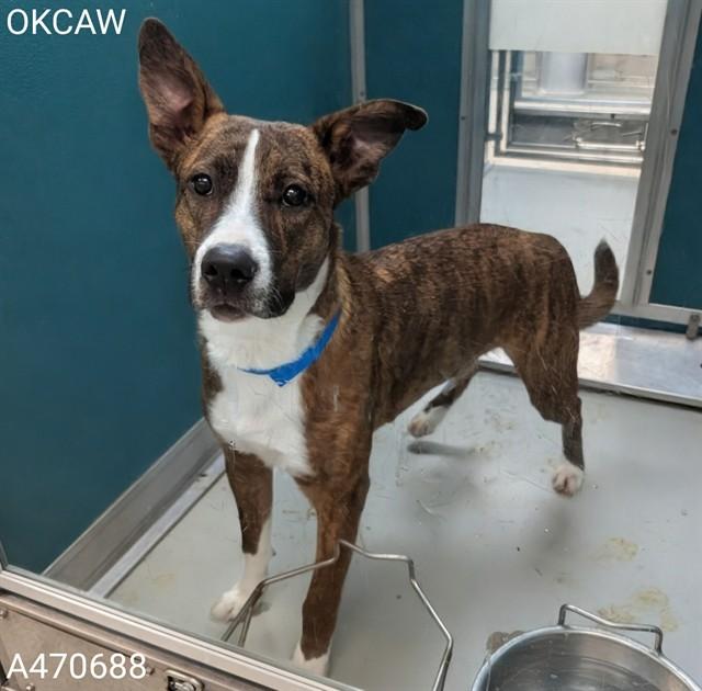 MOO, Adoptable, Young Male Pit Bull Terrier & Mixed Breed.