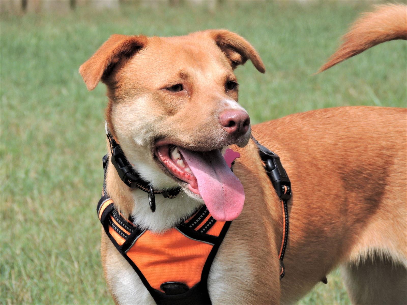 BRISTOL, Adoptable, Adult Female Yellow Labrador Retriever.