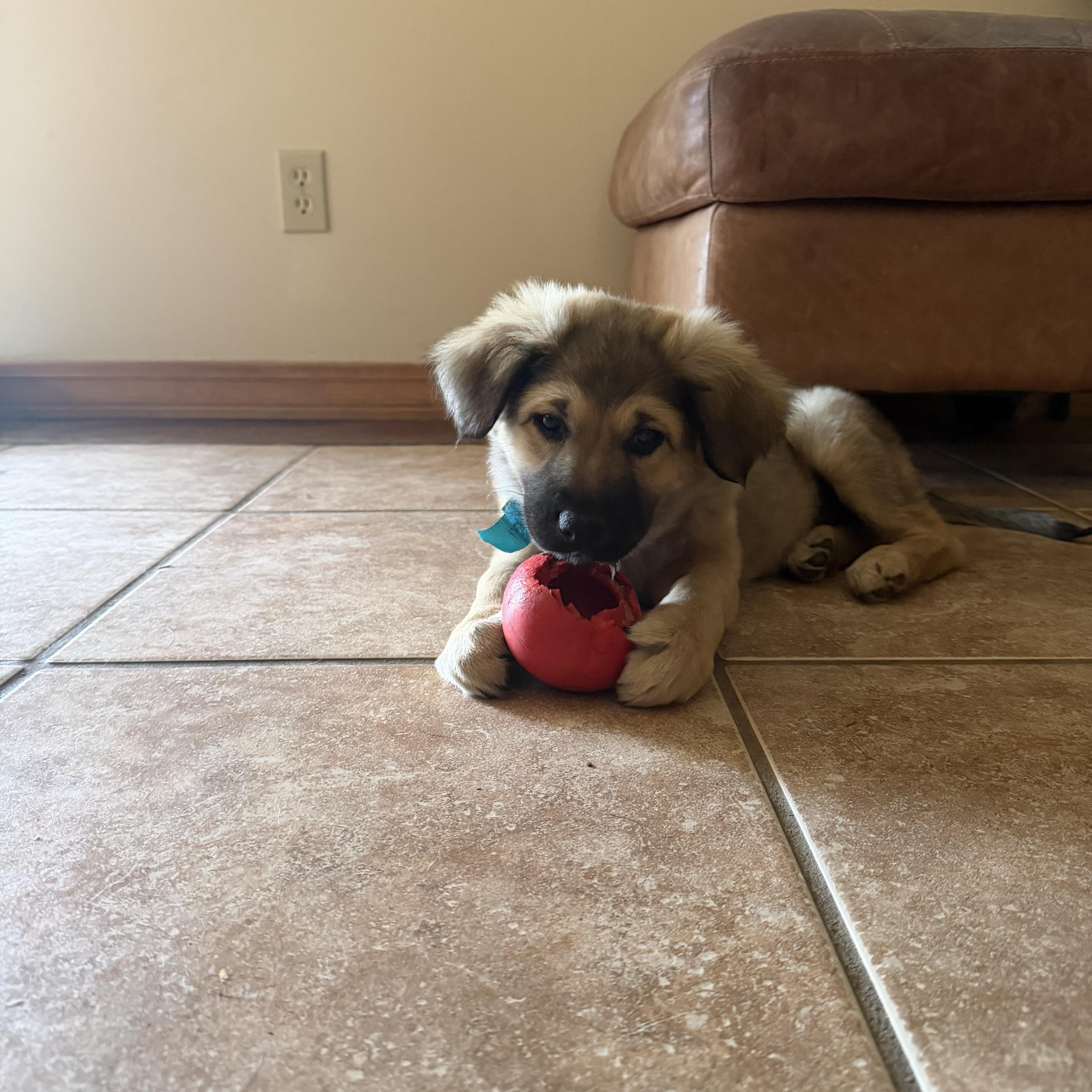 Kidney Bean, ADOPTABLE, Puppy Male Australian Shepherd.