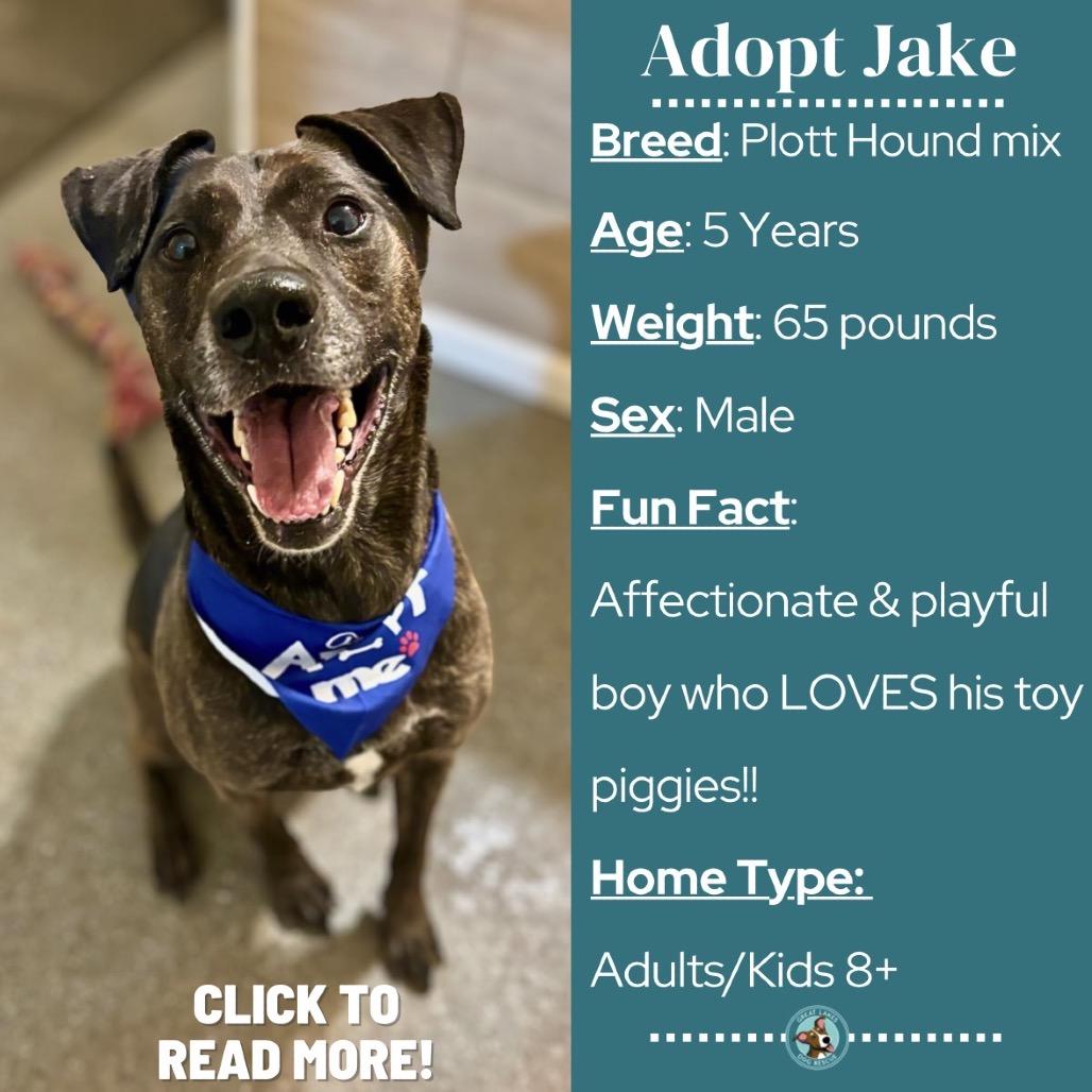 Jake, Adoptable, Adult Male Plott Hound & Labrador Retriever.