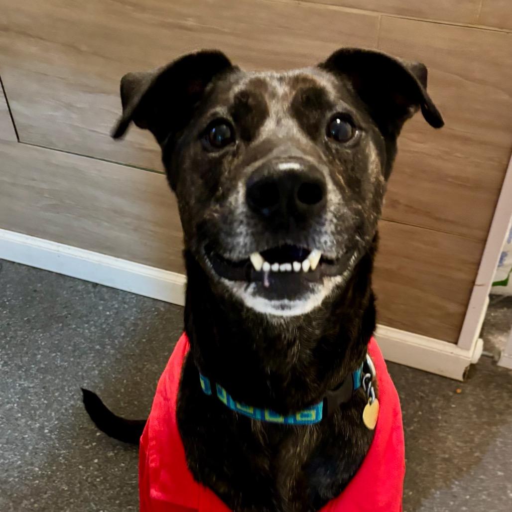 Enlarge Jake, a Adoptable mixed breed in Metamora, MI image 2/6