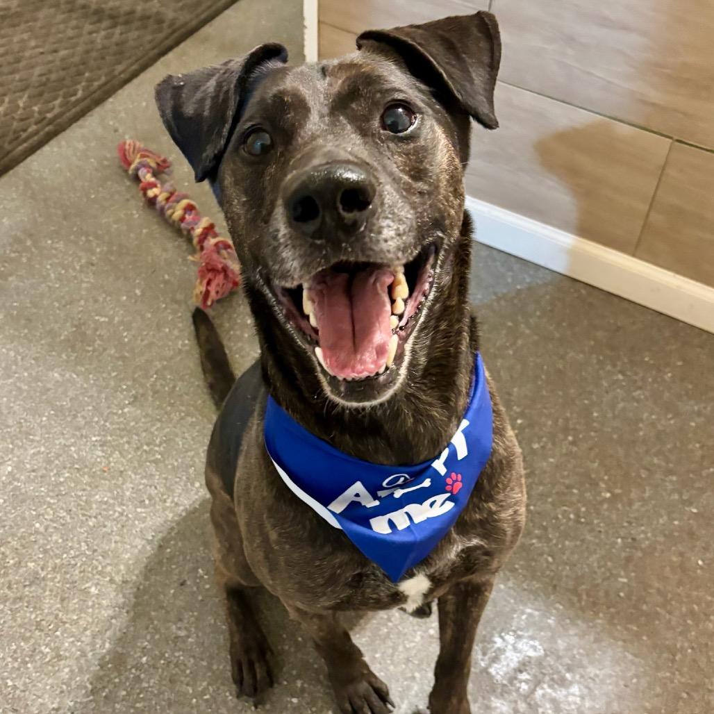 Enlarge Jake, a Adoptable mixed breed in Metamora, MI image 3/6