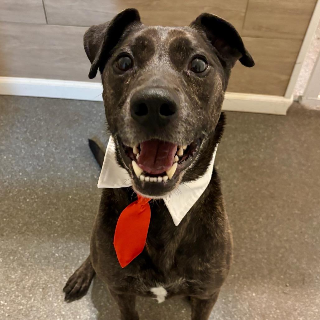 Enlarge Jake, a Adoptable mixed breed in Metamora, MI image 4/6