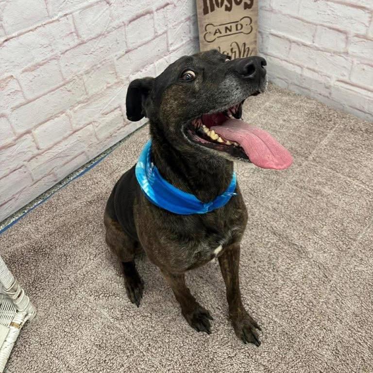 Enlarge Jake, a Adoptable mixed breed in Metamora, MI image 3/6