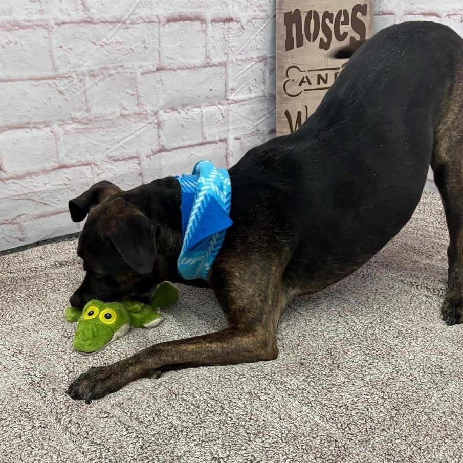 Enlarge Jake, a Adoptable mixed breed in Metamora, MI image 4/6