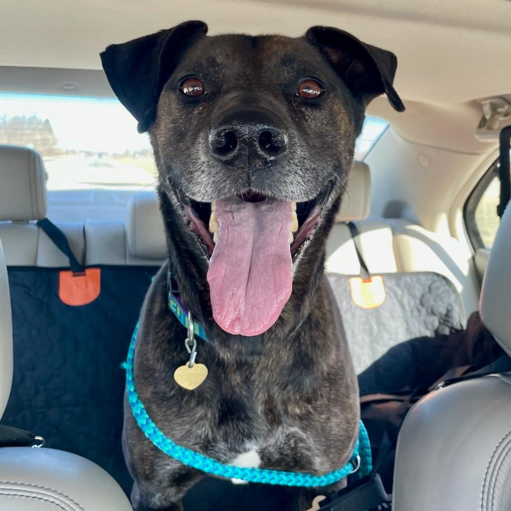 Enlarge Jake, a Adoptable mixed breed in Metamora, MI image 5/6