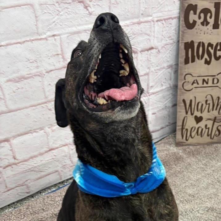 Enlarge Jake, a Adoptable mixed breed in Metamora, MI image 5/6