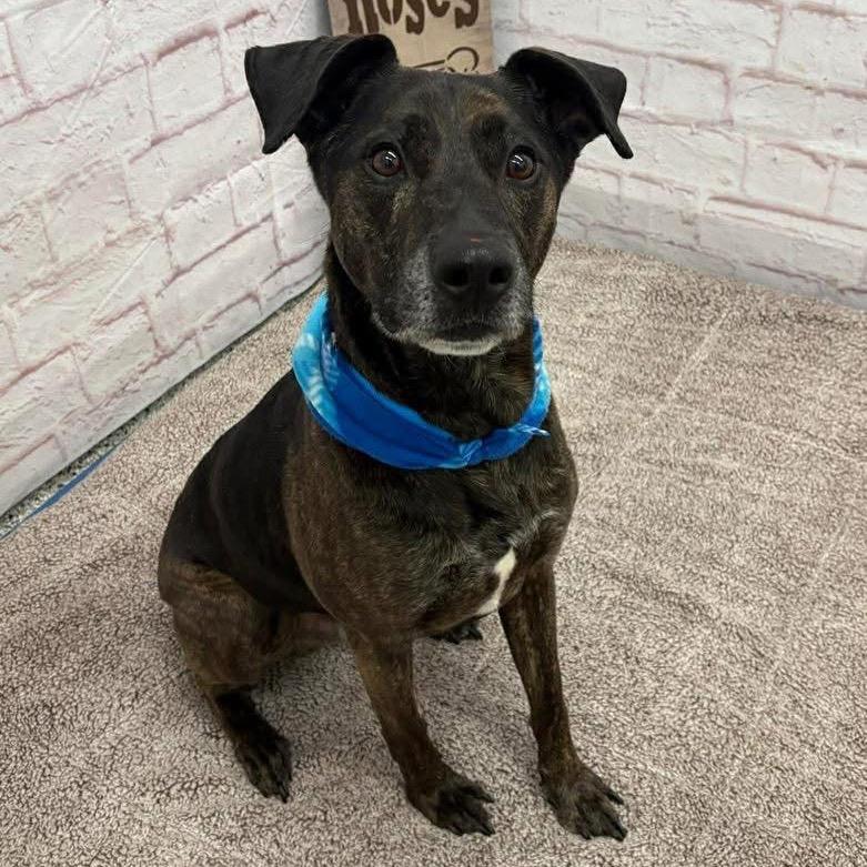 Enlarge Jake, a Adoptable mixed breed in Metamora, MI image 6/6