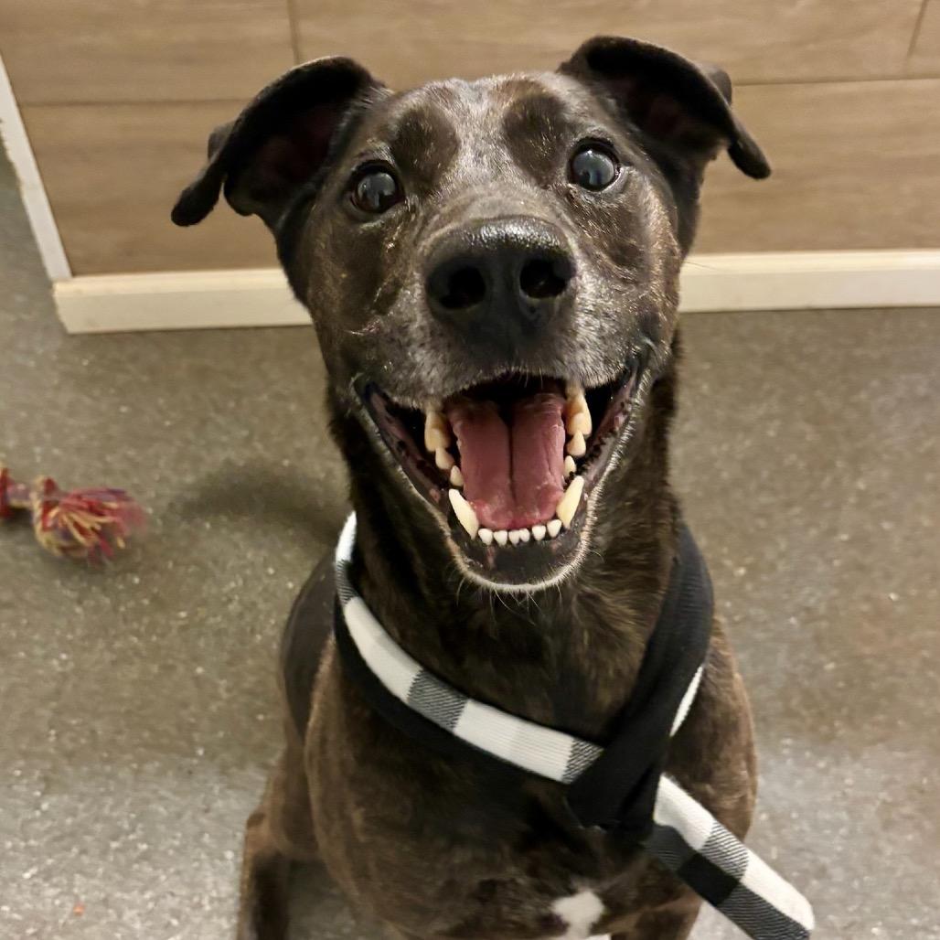 Enlarge Jake, a Adoptable mixed breed in Metamora, MI image 6/6