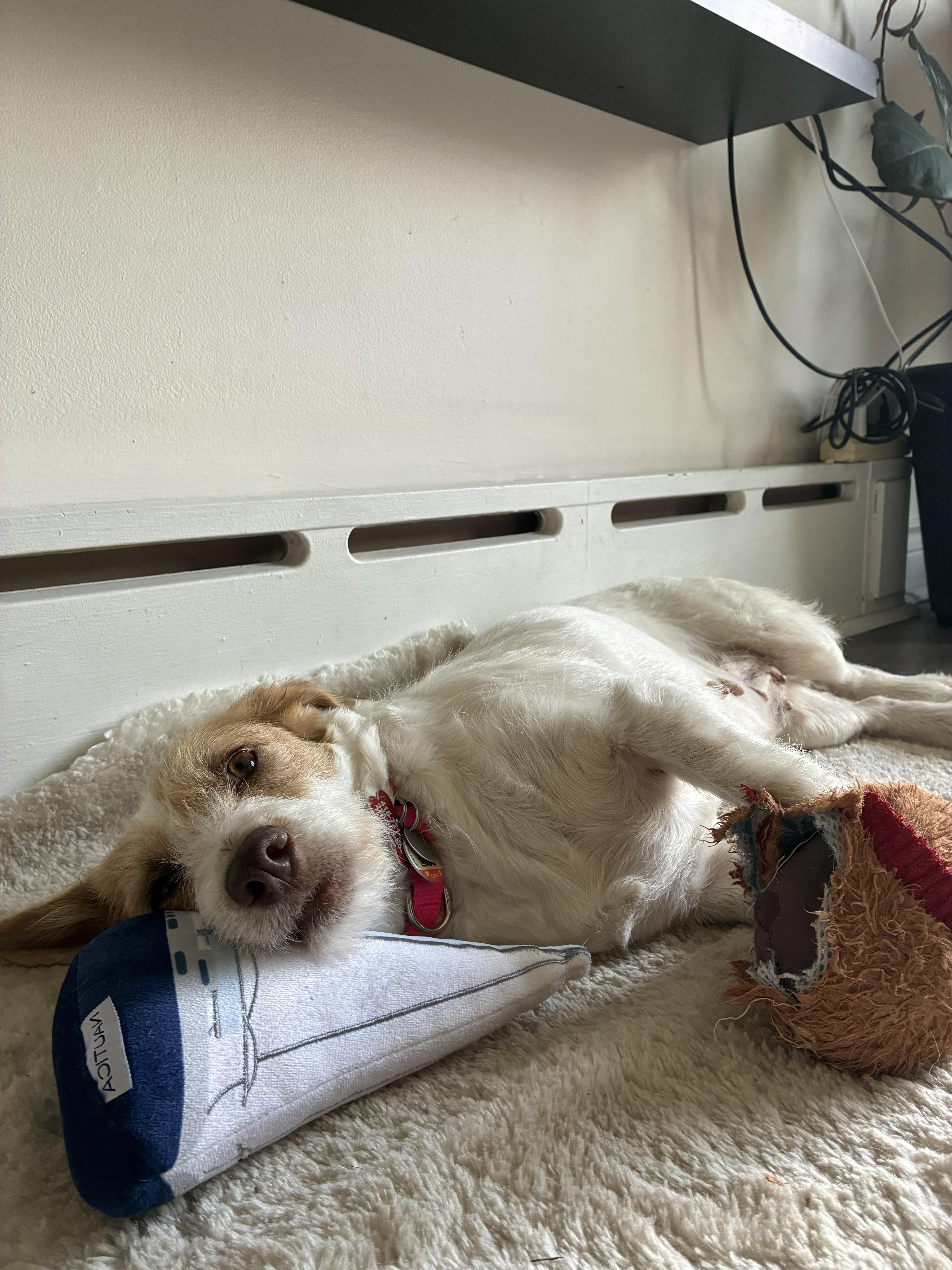 Enlarge Ramona, a ADOPTABLE mixed breed in Mississauga, ON image 4/4