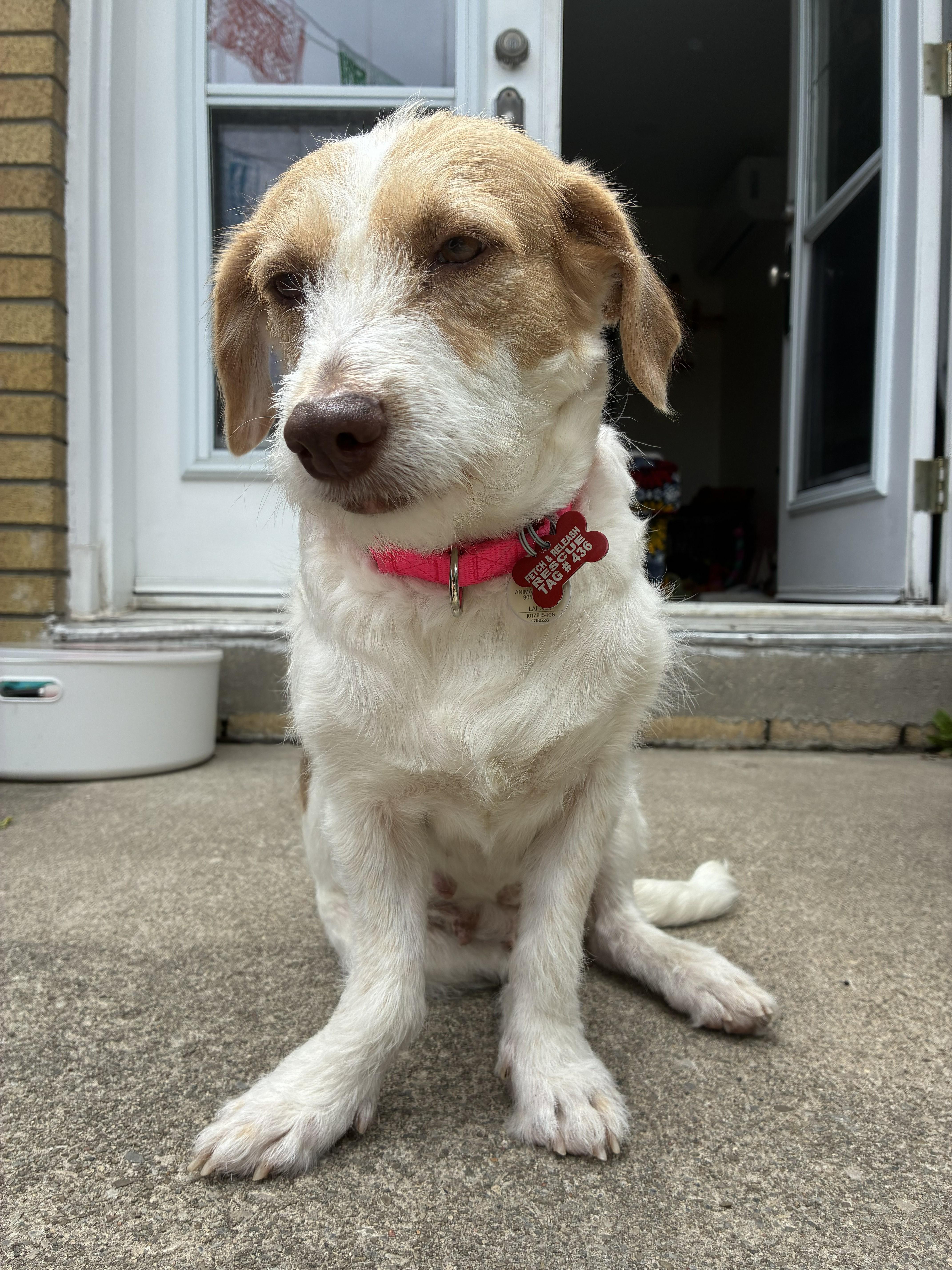 Ramona, ADOPTABLE, Adult Female Beagle.