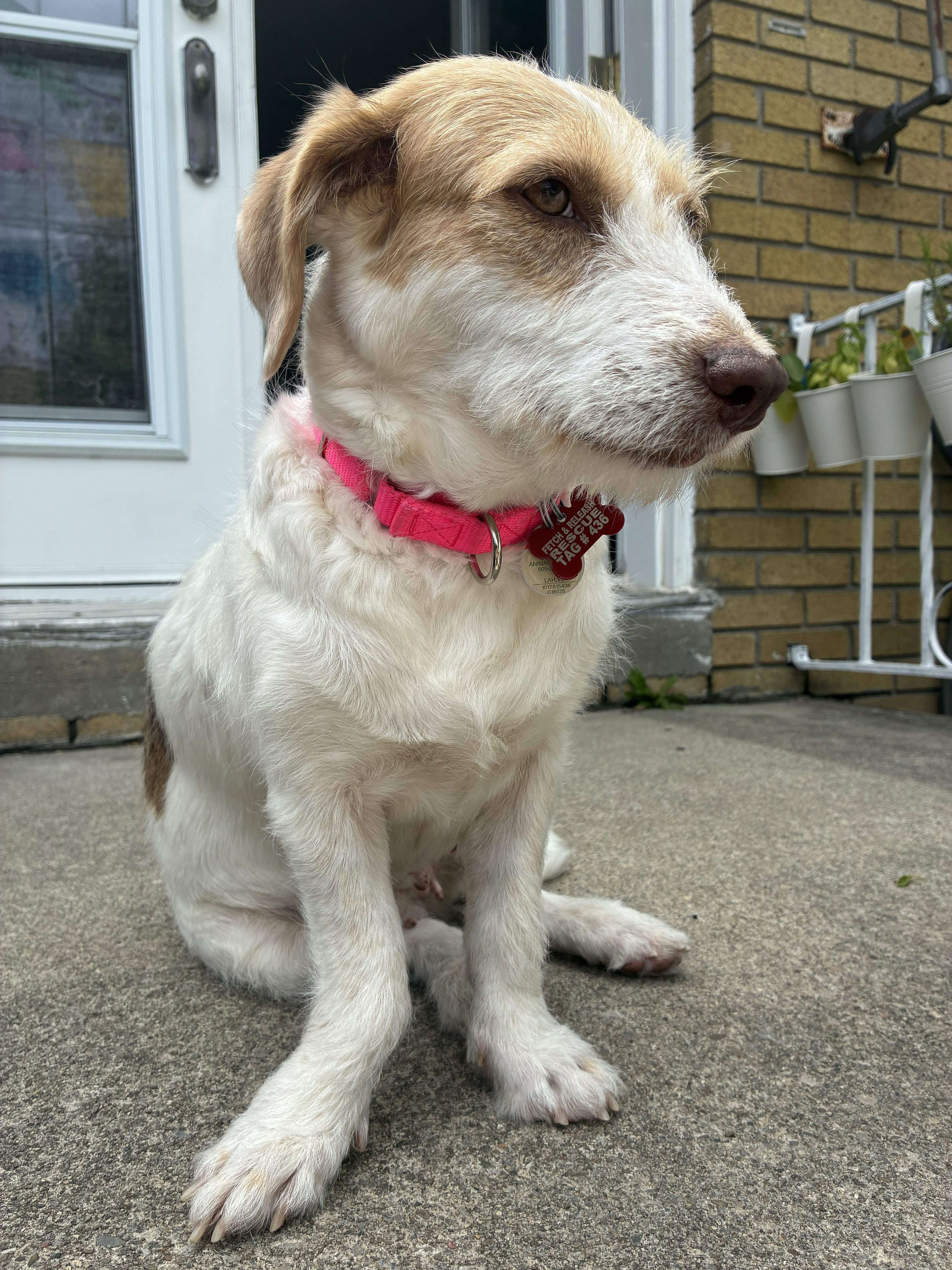 Enlarge Ramona, a ADOPTABLE mixed breed in Mississauga, ON image 2/4