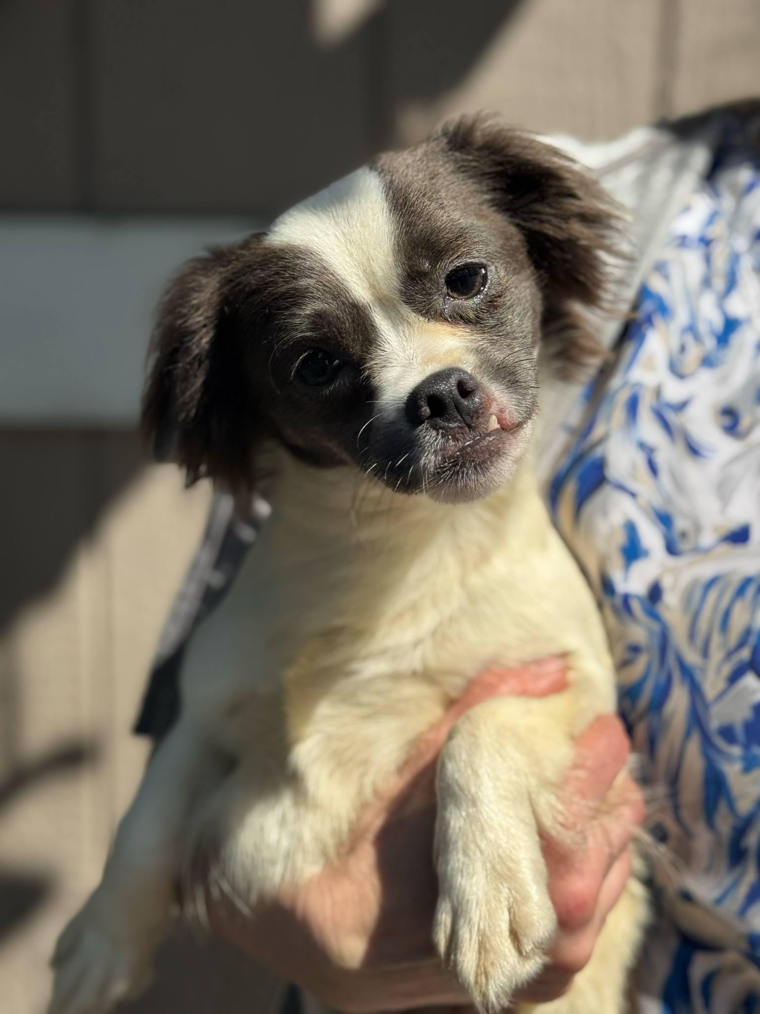 Miley, Adoptable, Adult Female Chihuahua.