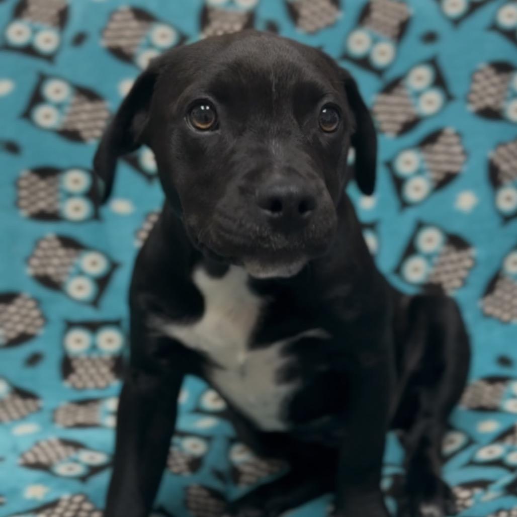 Robin Buckley, Adoptable, Puppy Female Pit Bull Terrier & Doberman Pinscher.