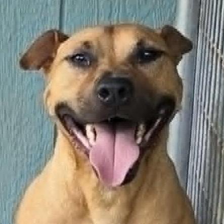 Enlarge Cheese, a Adoptable Pit Bull Terrier in Proctorville, OH image 1/1