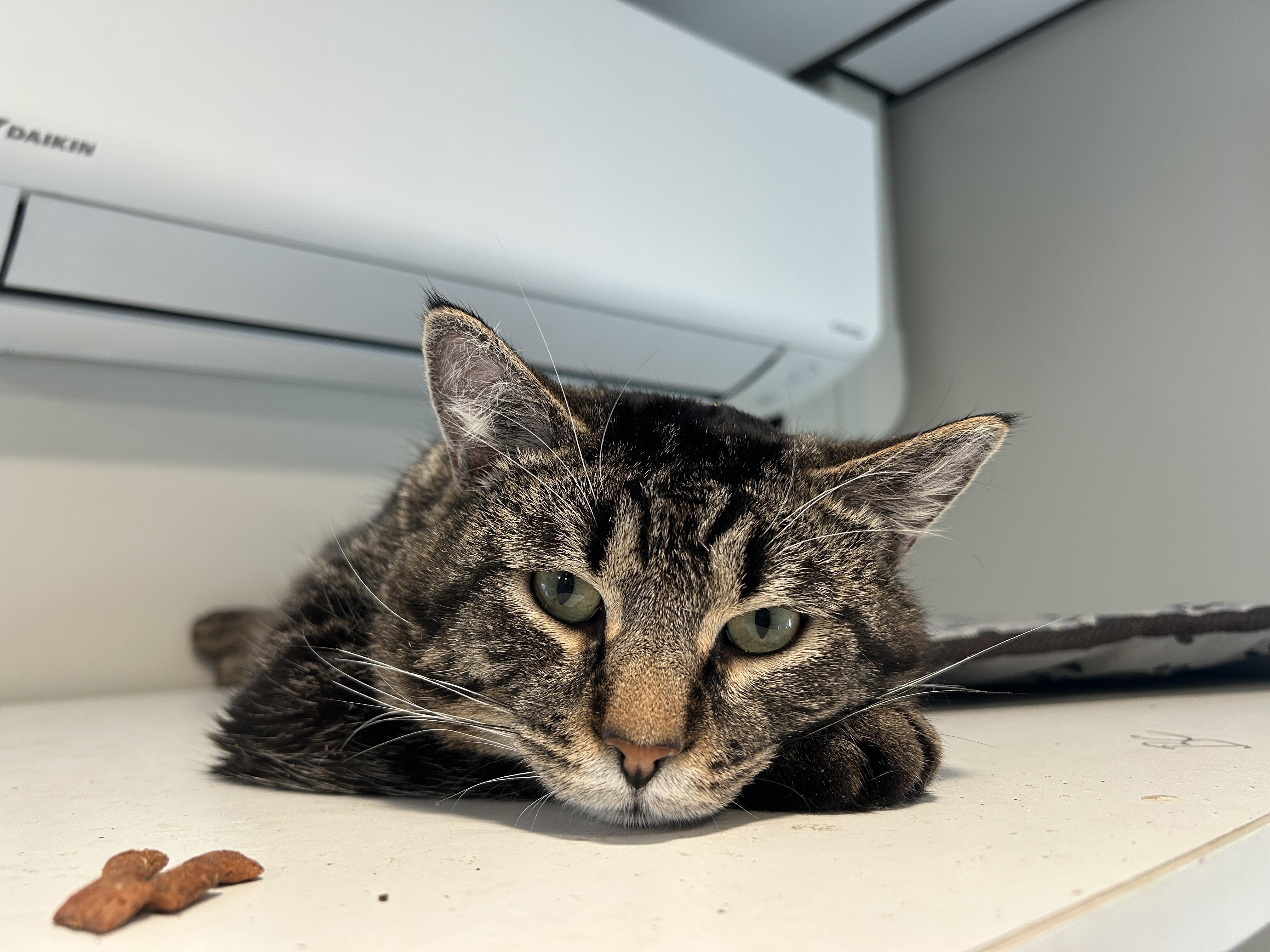 Enlarge Captain Catnip, an adoptable Domestic Short Hair in Grand Rapids, MI image 4/6