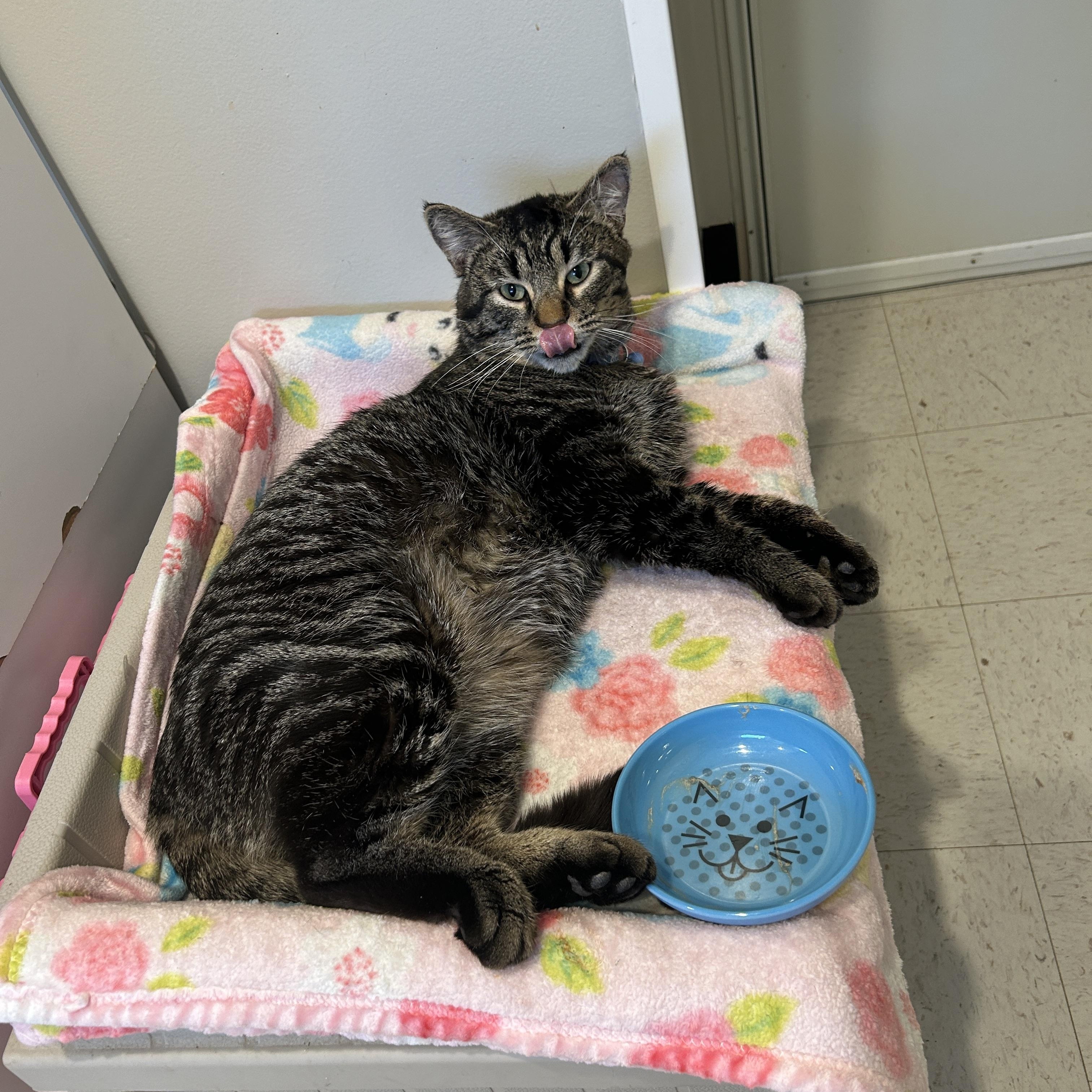 Enlarge Captain Catnip, an adoptable Domestic Short Hair in Grand Rapids, MI image 2/6
