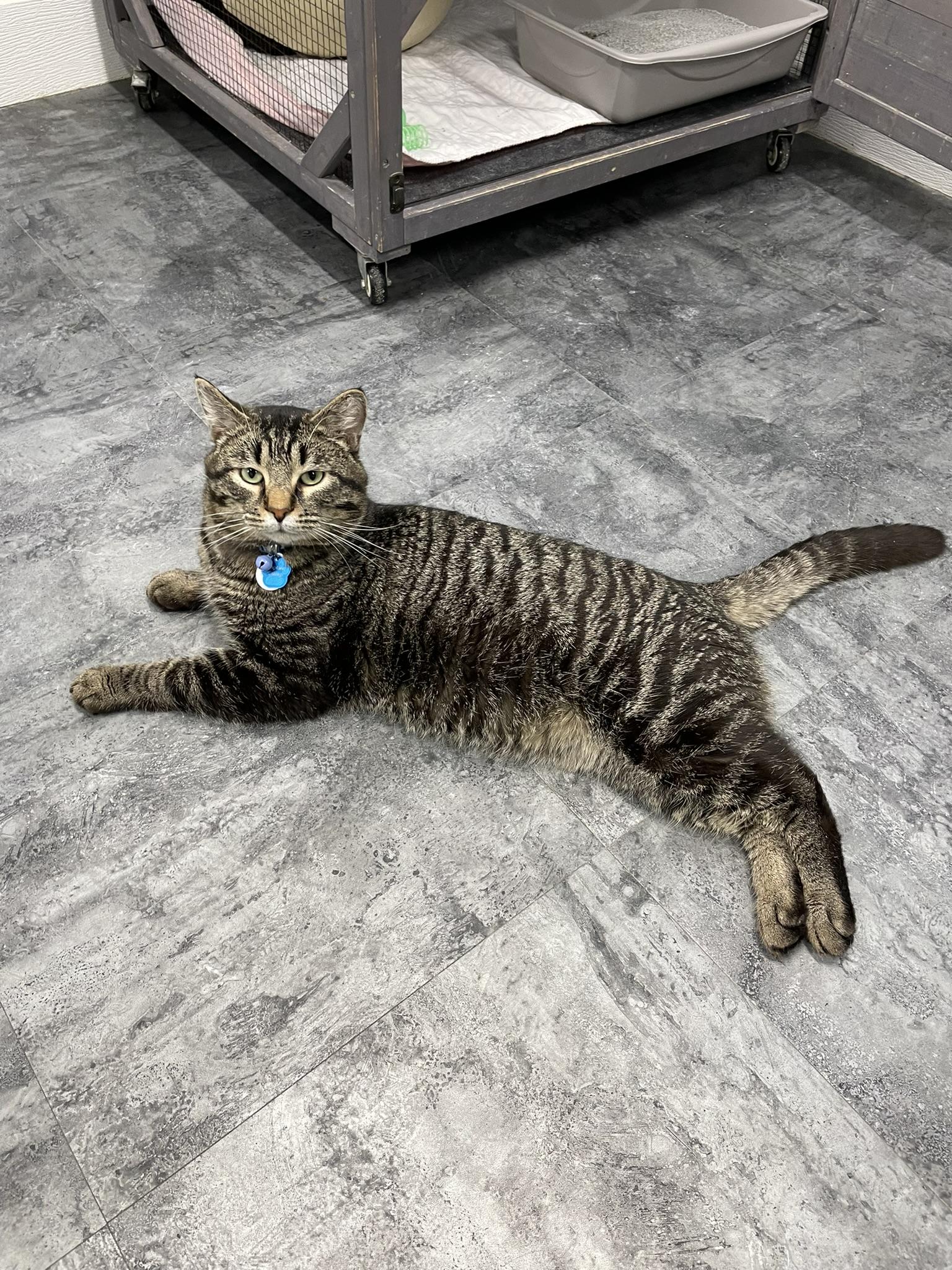 Enlarge Captain Catnip, an adoptable Domestic Short Hair in Grand Rapids, MI image 1/6