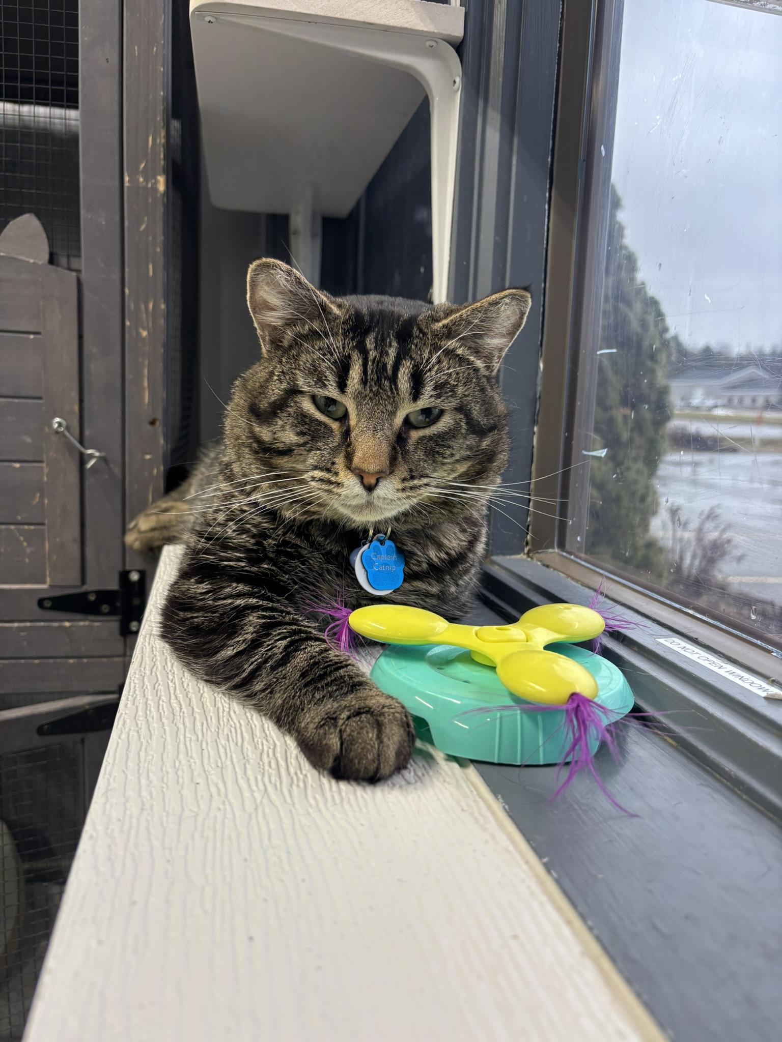 Enlarge Captain Catnip, an adoptable Domestic Short Hair in Grand Rapids, MI image 6/6