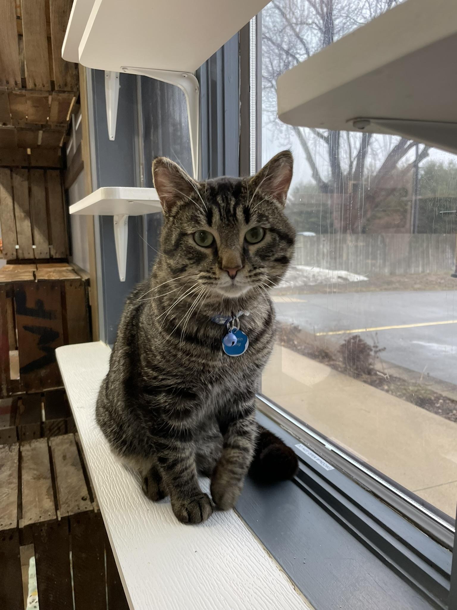 Enlarge Captain Catnip, an adoptable Domestic Short Hair in Grand Rapids, MI image 3/6