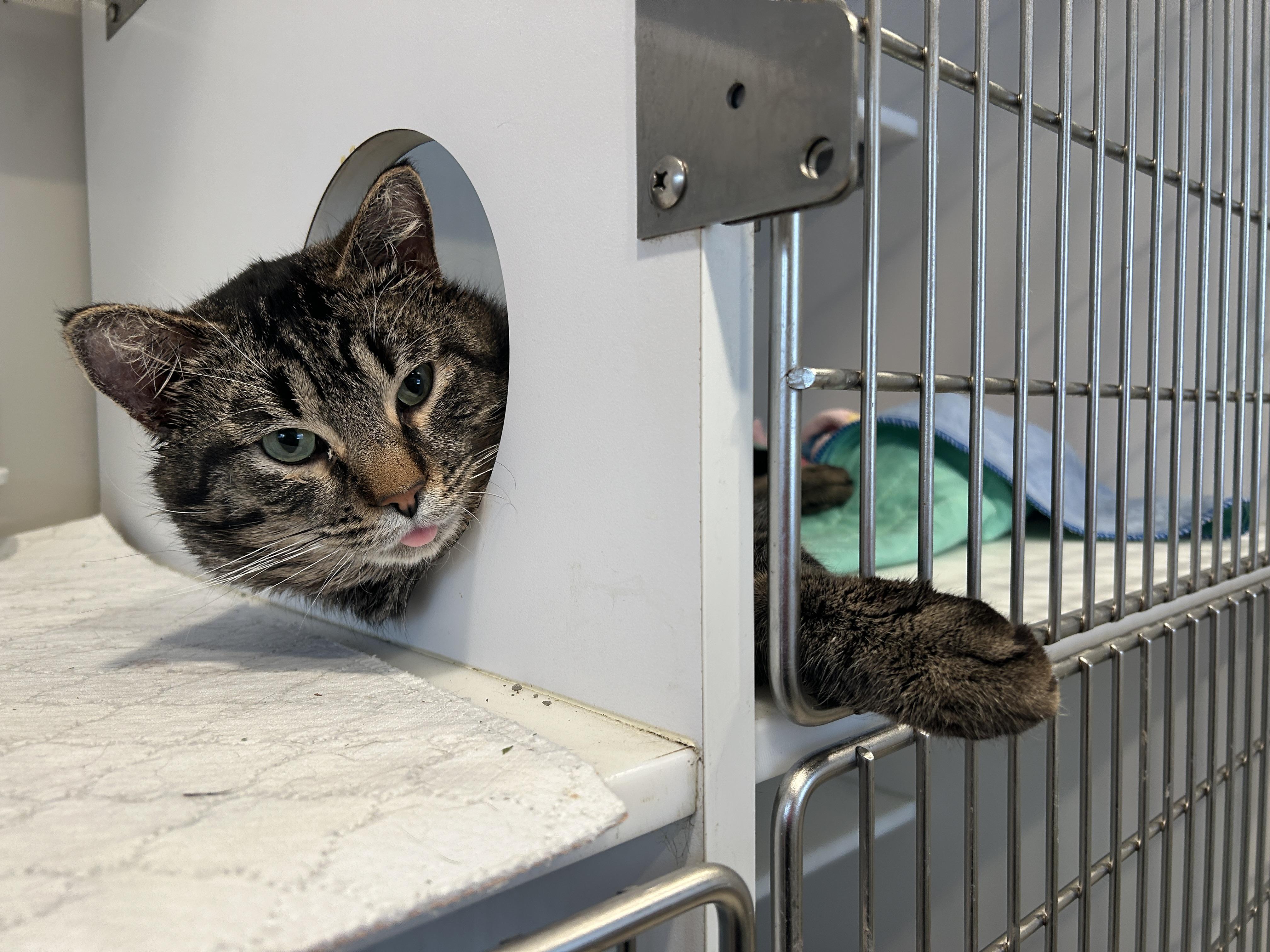 Enlarge Captain Catnip, an adoptable Domestic Short Hair in Grand Rapids, MI image 5/6