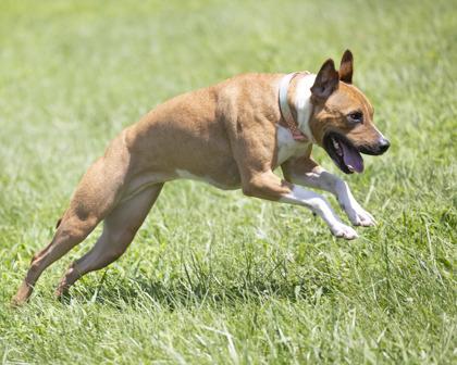 Lexi, a Adoptable mixed breed in Bedford, IN image 2/3