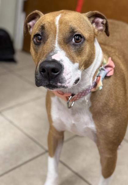 Lexi, a Adoptable mixed breed in Bedford, IN image 3/3