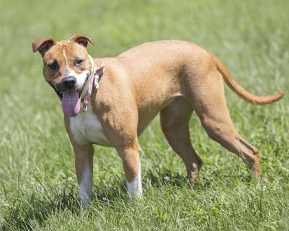 Lexi, Adoptable, Adult Female Pit Bull Terrier & Mixed Breed.