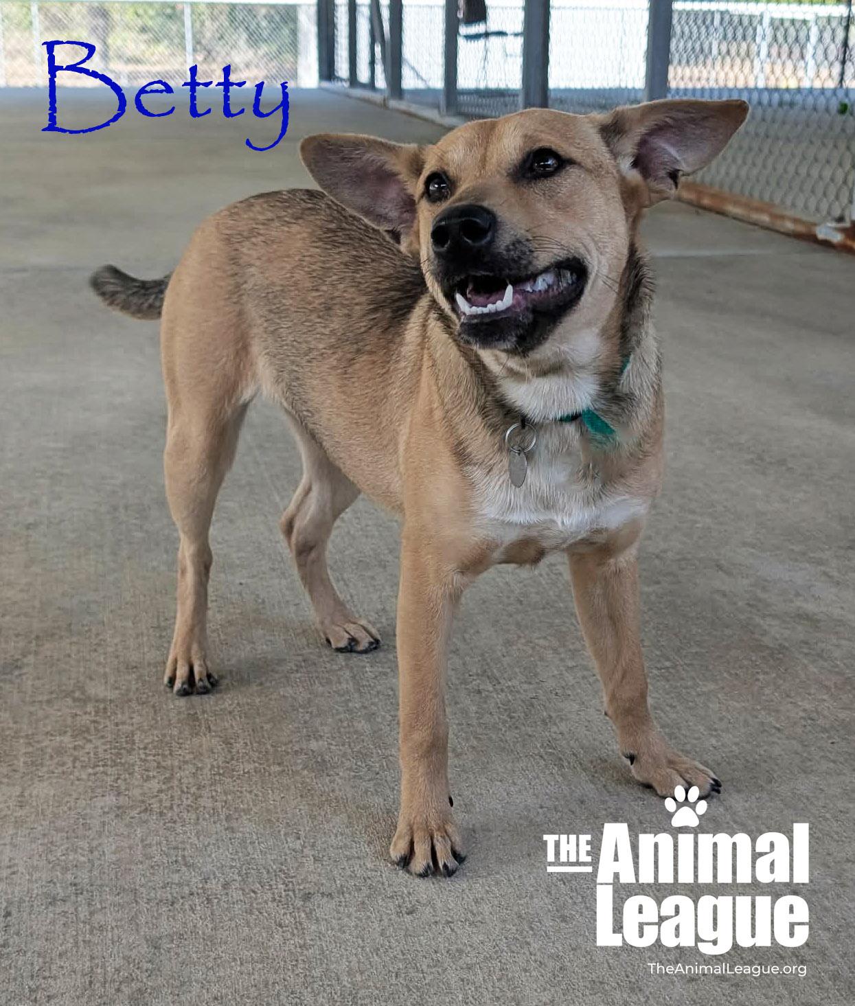 Enlarge Betty, a ADOPTABLE mixed breed in Groveland, FL image 2/2