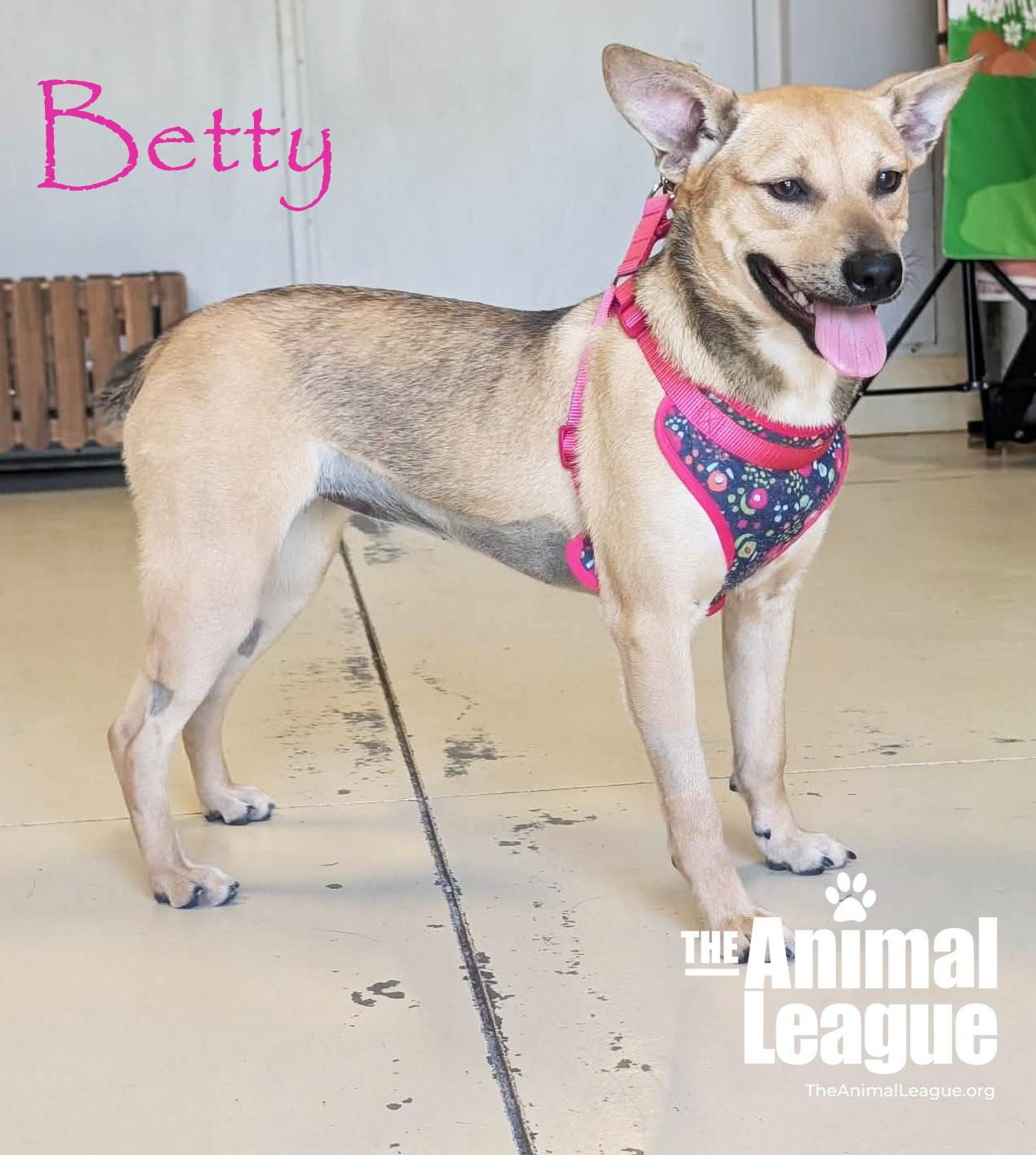 Betty, ADOPTABLE, Young Female Shepherd & Labrador Retriever.