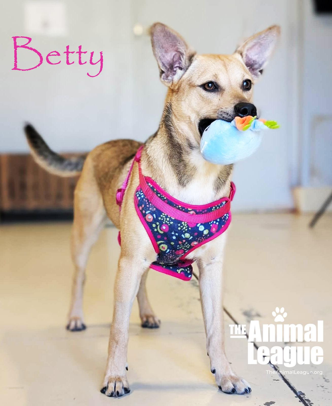 Enlarge Betty, a ADOPTABLE mixed breed in Groveland, FL image 2/4