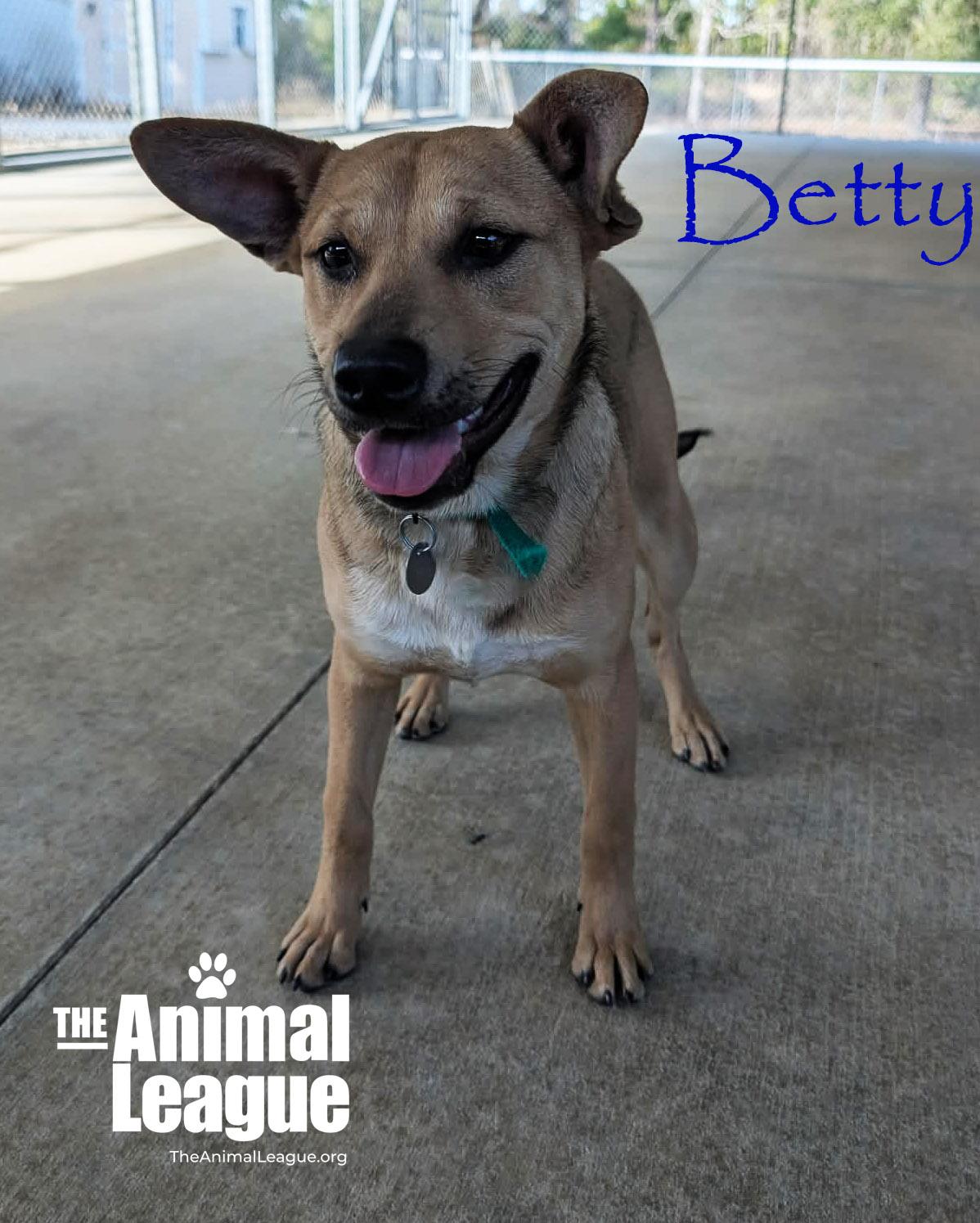 Betty, ADOPTABLE, Young Female Shepherd.